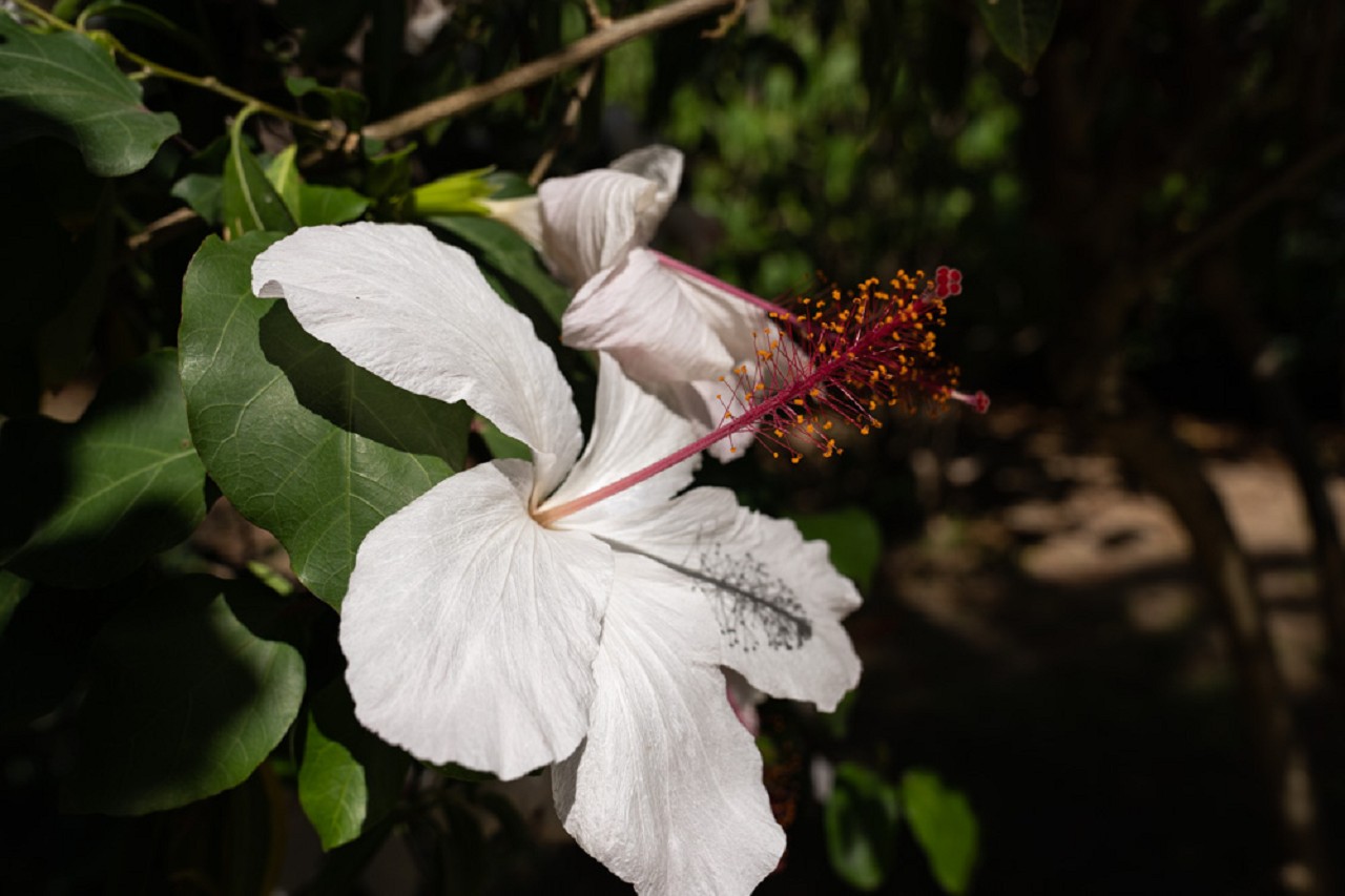 Bild: Parque Genovés in Cádiz 