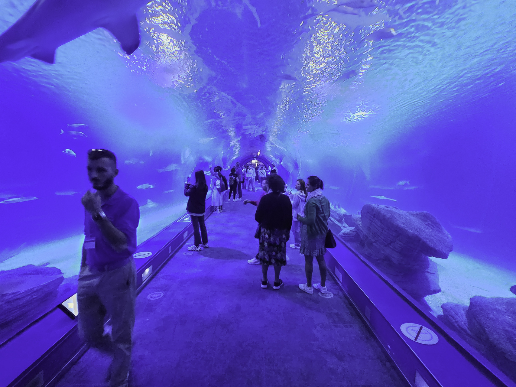 Bild: im L´Oceanogràfic in Valencia