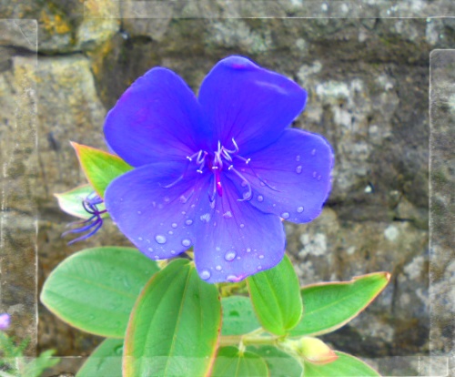 ＊きれいな色合いです、秋の花ですね。