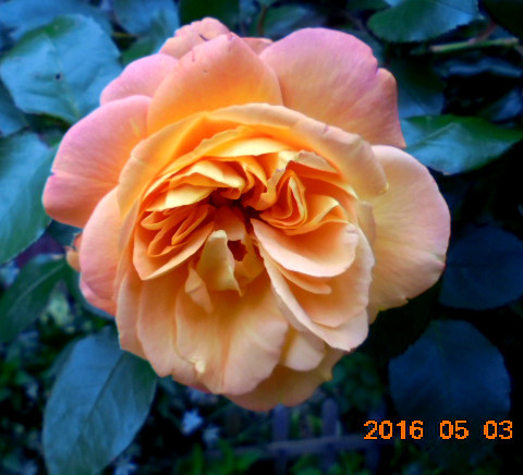 近くに咲いてたバラです、見事ですね、(人´∀`).☆.。.:*・゚🌹
