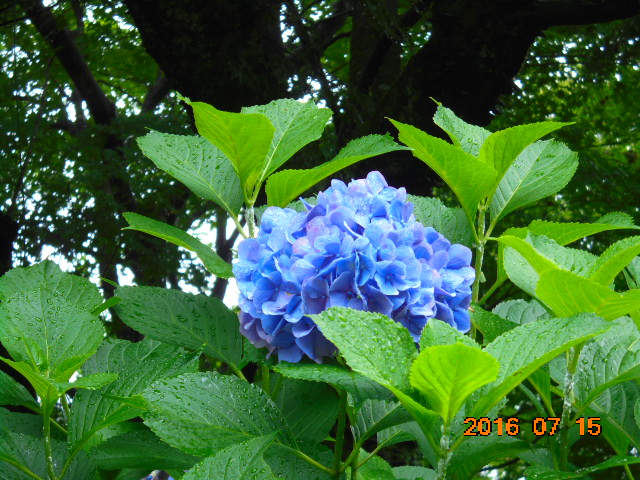 花って本当に綺麗だわ~っ。