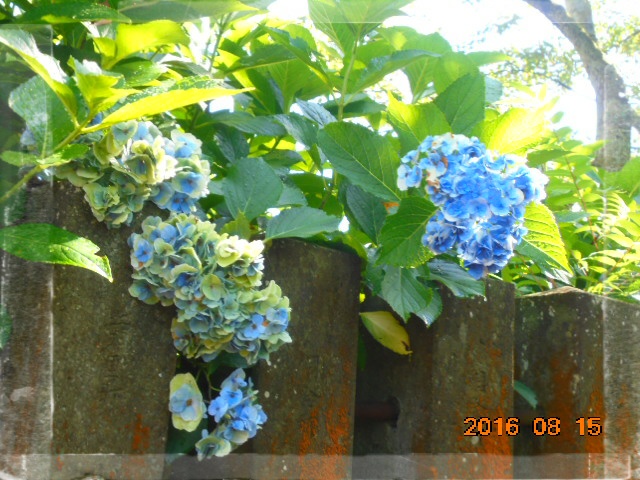 *紫陽花も色がシックになってました。