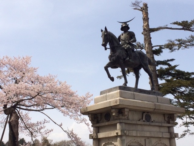 仙台の桜です