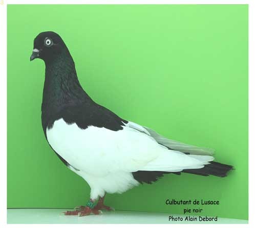 EE n°953 Culbutant de Lusace Club CACHE