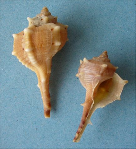 Coquilles de murex. Crédit : Wikimedia Commons