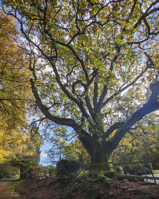 Alte Eiche im Zauberwald von Brocéliande. Ob Merlin wohl unter ihr gesessen hat?  Foto  © Office de Tourisme Brocéliande