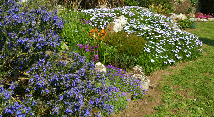 Blumen im Garten von Ferienhaus Ker Armor