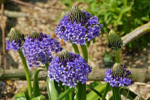 Blumen im Garten von Ferienhaus Ker Armor