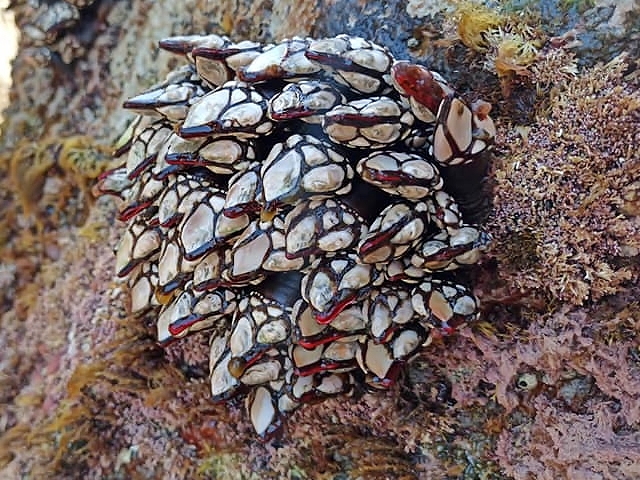 Entenmuscheln, Pouce-Pieds, Bretagne, Delikatesse