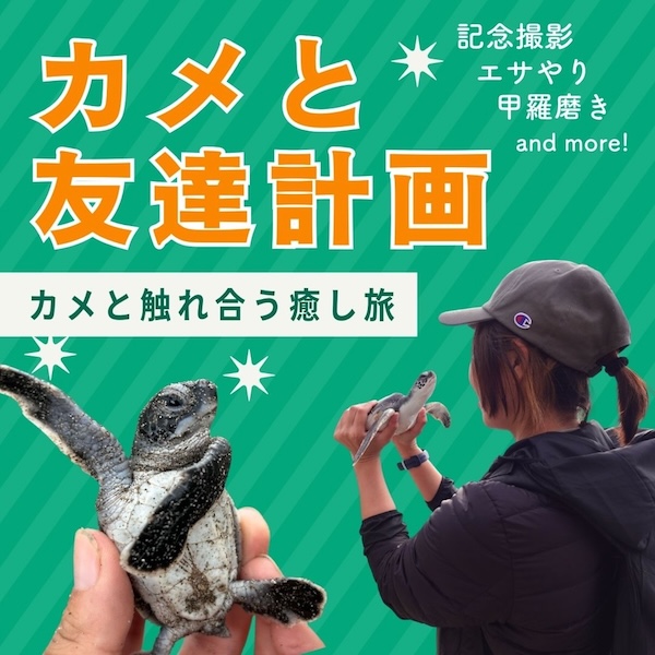 カメと友達計画