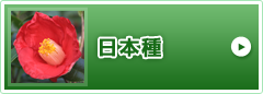 日本種