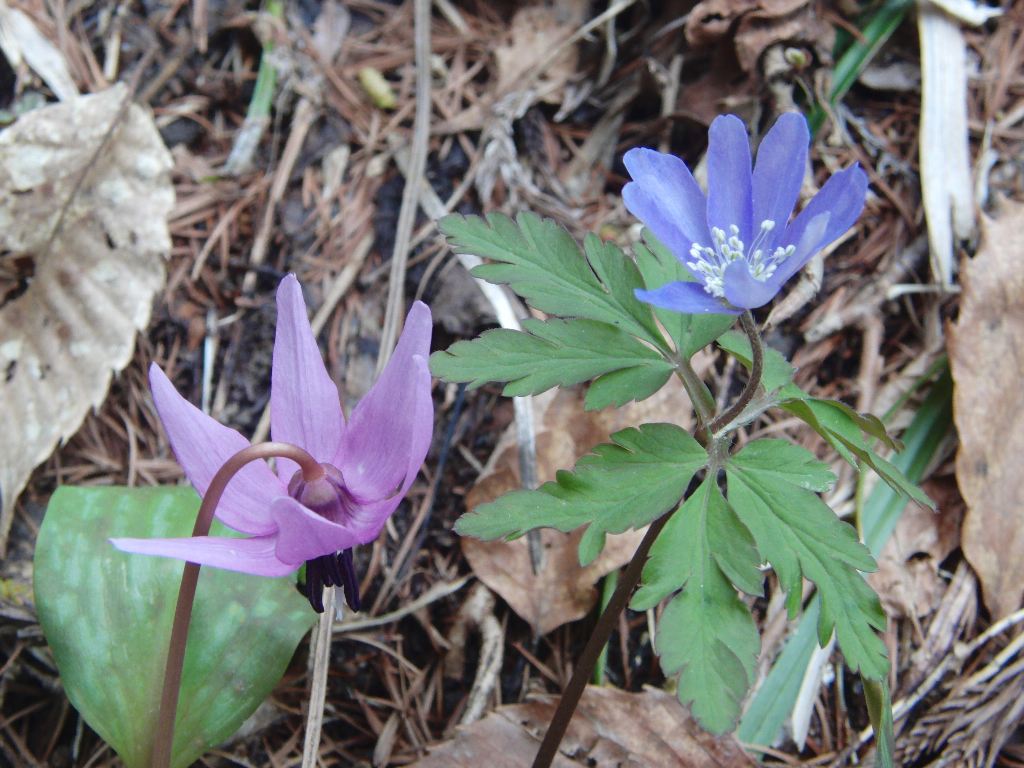 2019.3.25、八森・カタクリ・キクザキイチゲ01