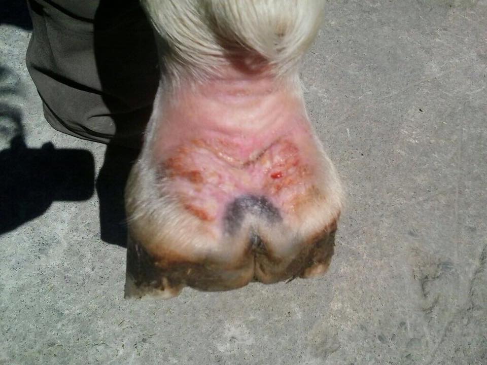 GALERIE BLUTEGEL Akupressur Pferd und Hund / Blutegeltherapie für