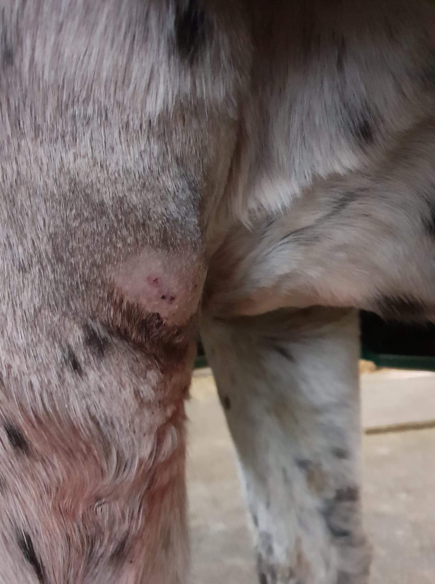 zeckenbiss hund schwellung eiter