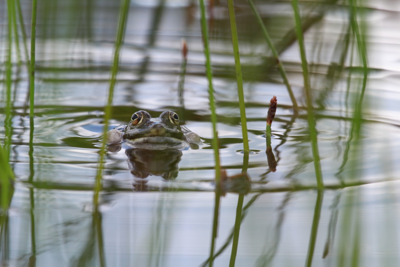 frosch