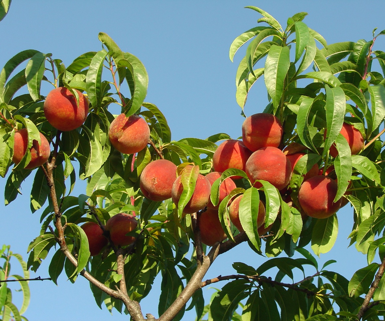 We Are Now Closed for the Season Berry Best Farm, Lebanon, Maine
