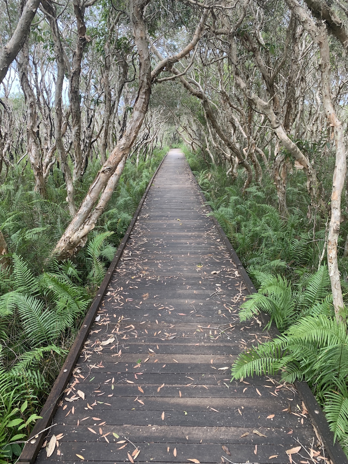 Enviro Park boardwalk
