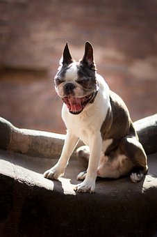 Das ist ein Boston Terrier