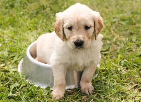 Das ist ein Golden Retriever