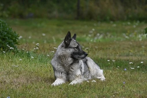 Das ist ein Norwegischer Elch Hund