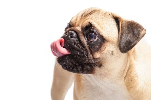 Das ist ein Mops