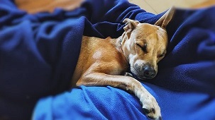 Pitbull Baby