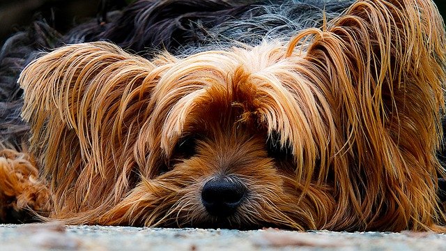 Allergikerhunde, Yorkshire Terrier