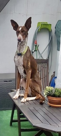 Podenco auf dem Tisch