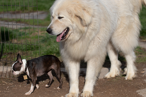Das ist ein Großer Pyrenäenhund