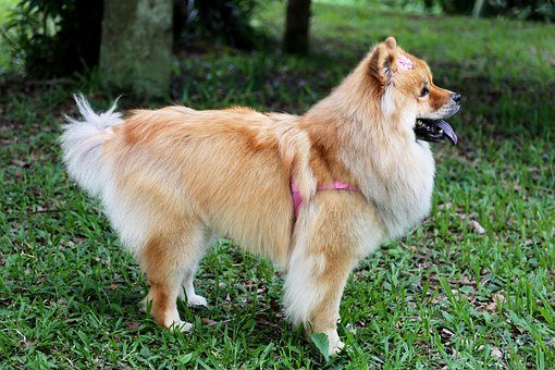 Das ist ein Chow Chow