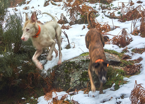 Podencos bei der Jagd