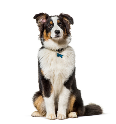 Das ist ein Australian Shepherd