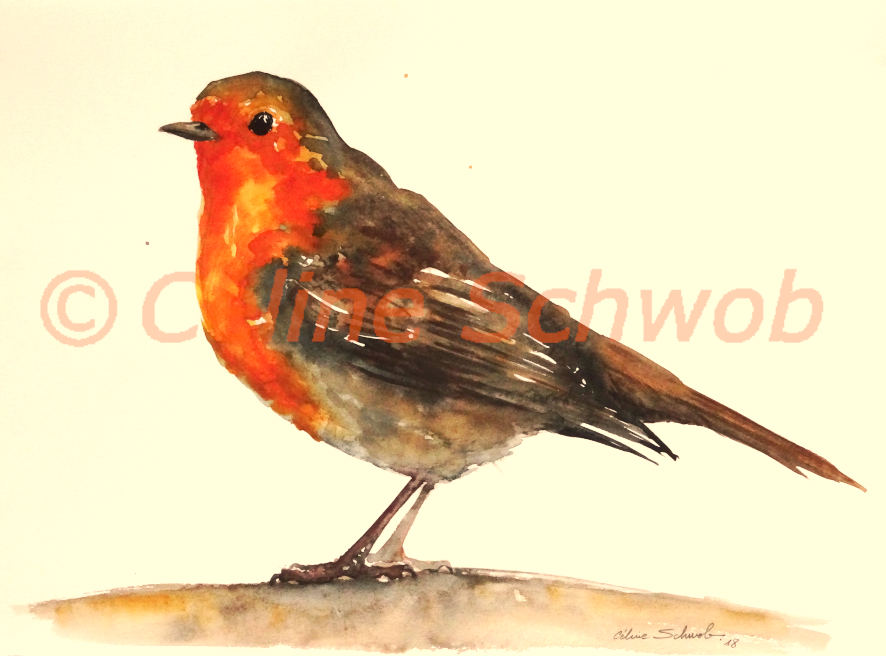 Rougegorge familier, aquarelle sur papier, 28cmx38cm, European Robin, watercolor on paper, 11"x15", 2018