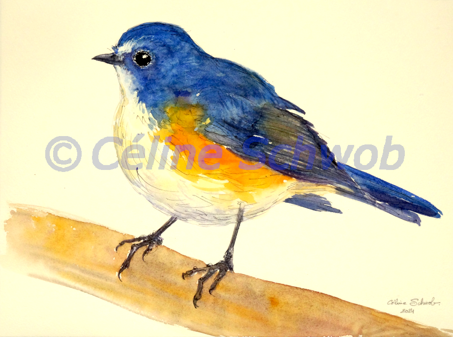 Rossignol à flancs roux, aquarelle sur papier, 28cmx38cm, Red-flanked bluetail, watercolor on paper, 11"x15", 2024