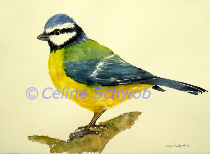 Mésange bleue, aquarelle sur papier, 28cmx38cm, Eurasian Blue Tit, watercolor on paper, 11"x15", 2022