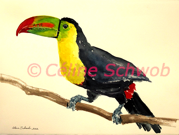 Toucan, aquarelle sur papier, 28cmx38cm, watercolor on paper, 11"x15", 2022