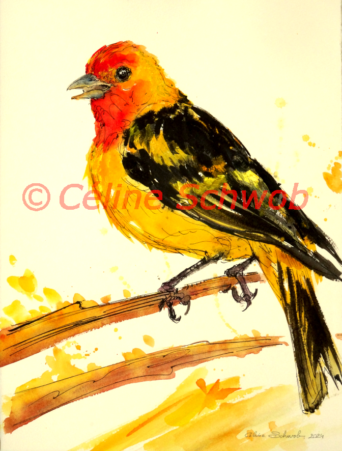 Tangara à tête rouge, aquarelle sur papier, 28cmx38cm, Western Tanager, watercolor on paper, 11"x15", 2024
