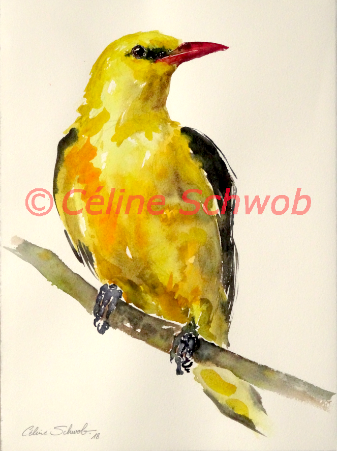 Loriot d'Europe, aquarelle sur papier, 28cmx38cm, Eurasian Golden Oriole, watercolor on paper, 11"x15", 2018