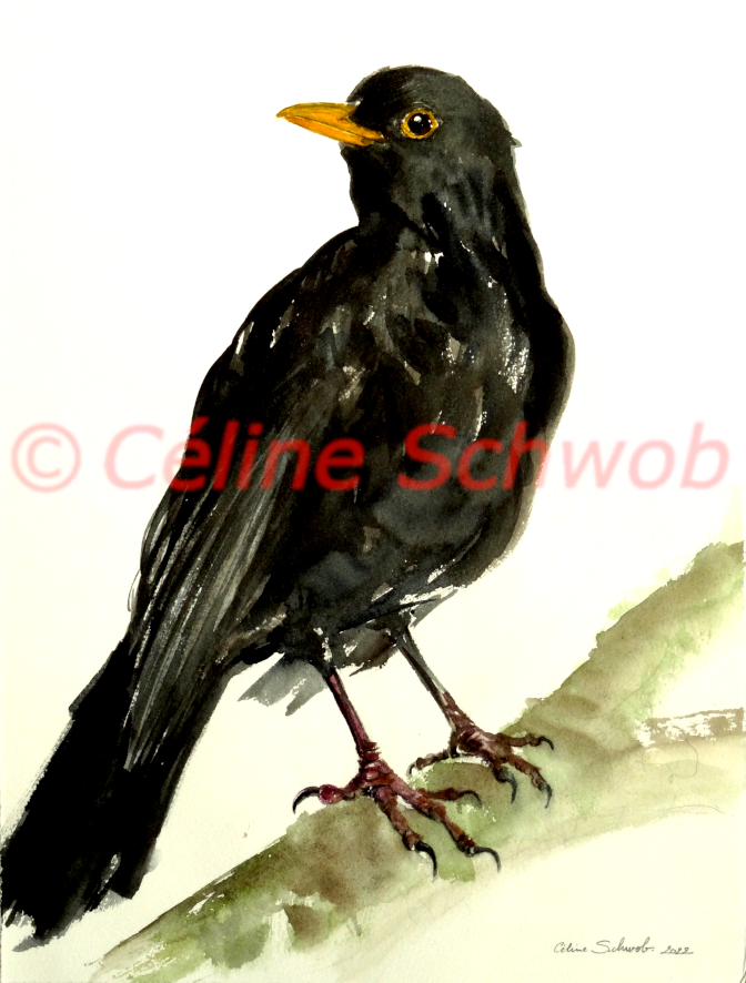 Merle noir, aquarelle sur papier, 28cmx38cm, Blackbird, watercolor on paper, 11"x15", 2022