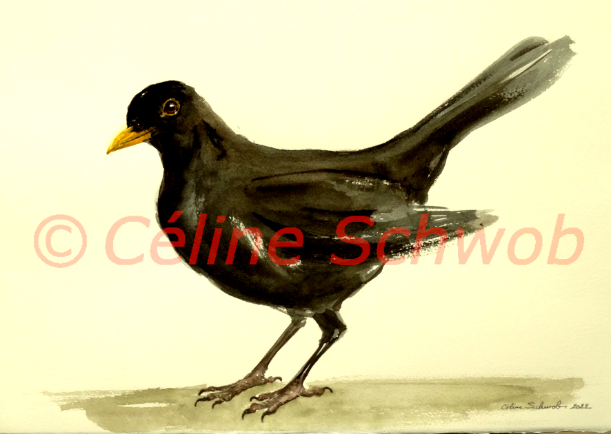 Merle noir, aquarelle sur papier, 28cmx38cm, Blackbird, watercolor on paper, 11"x15", 2022