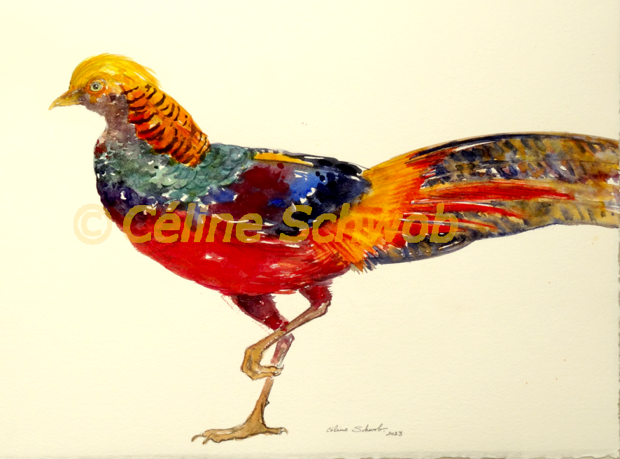 Faisan Doré, aquarelle sur papier, 28cmx38cm, Golden Pheasant, watercolor on paper, 11"x15",2023