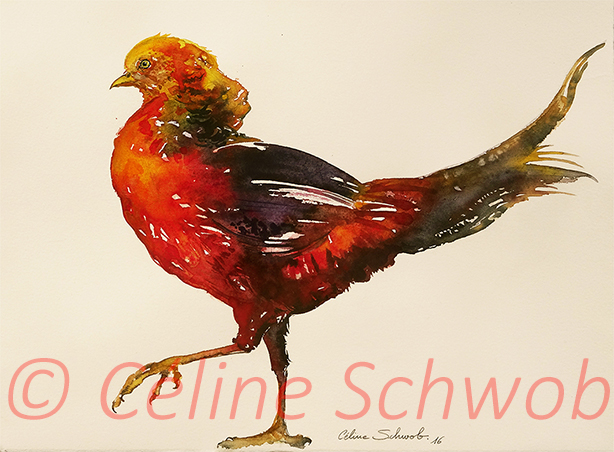 Faisan doré, aquarelle sur papier, 28cmx38cm, Golden Pheasant, watercolor on paper, 11"x15", 2016