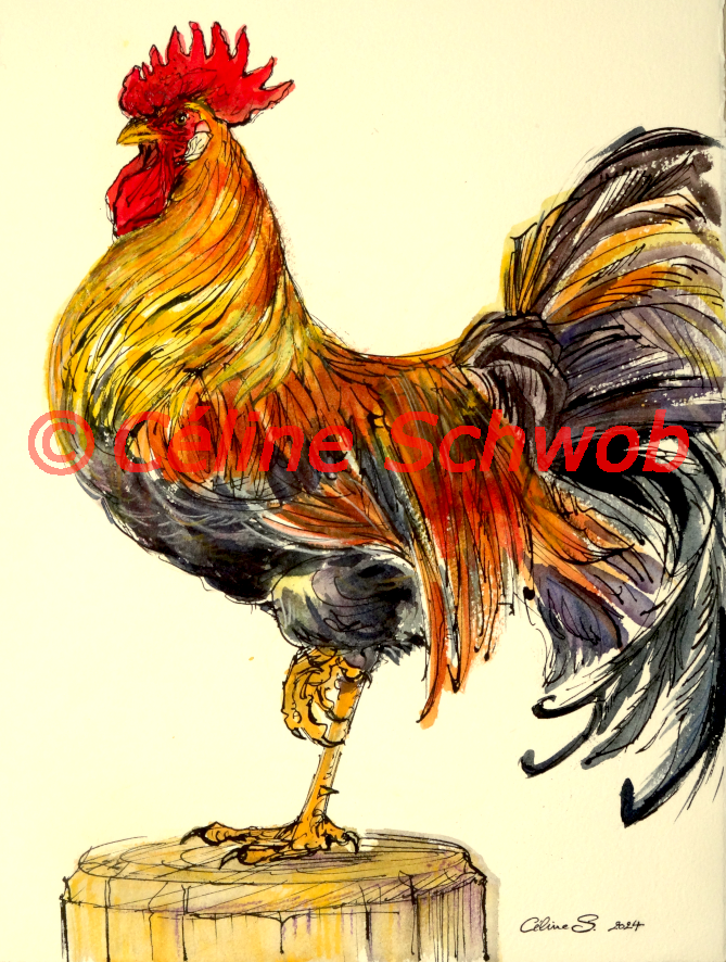 Coq, aquarelle sur papier, 28cmx38cm, Rooster, watercolor on paper, 11"x15", 2024