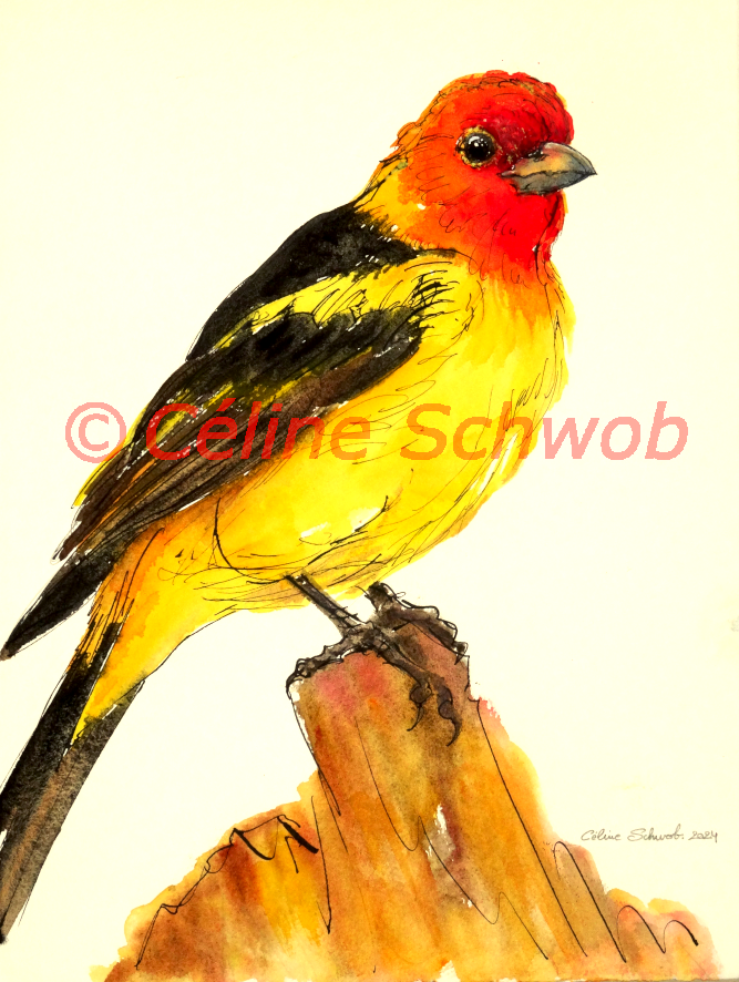Tangara à tête rouge, aquarelle sur papier, 28cmx38cm, Western Tanager, watercolor on paper, 11"x15", 2024