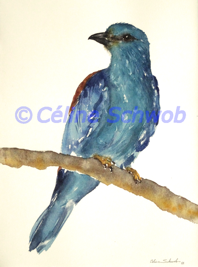 Rollier d'Europe, aquarelle sur papier, 28cmx38cm, European Roller, watercolor on paper, 11"x15", 2019