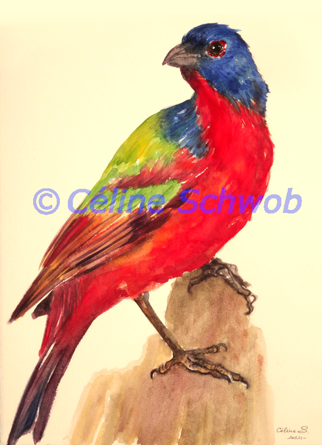 Painted Bunting, aquarelle sur papier, 28cmx38cm, watercolor on paper, 11"x15", 2024