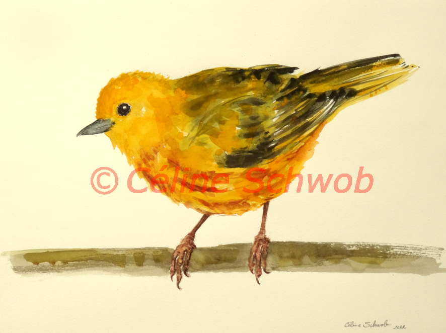 Paruline jaune, aquarelle sur papier, 28cmx38cm, American Yellow Warbler, watercolor on paper, 11"x15", 2022