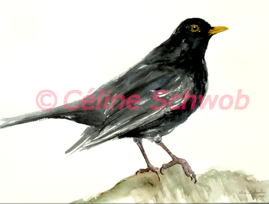 Merle noir, aquarelle sur papier, 28cmx38cm, Blackbird, watercolor on paper, 11"x15", 2022
