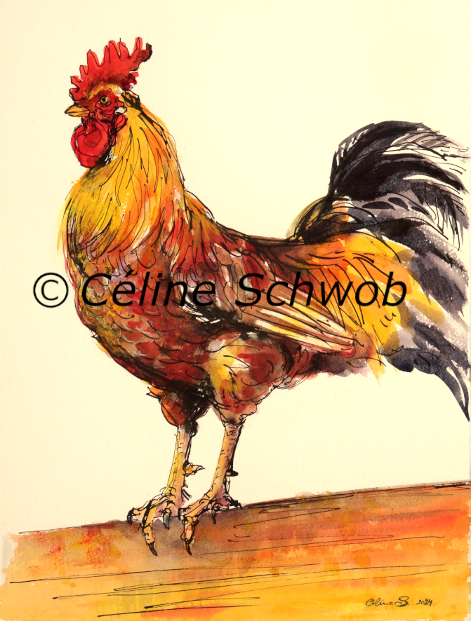 Coq, aquarelle sur papier, 28cmx38cm, Rooster, watercolor on paper, 11"x15", 2024