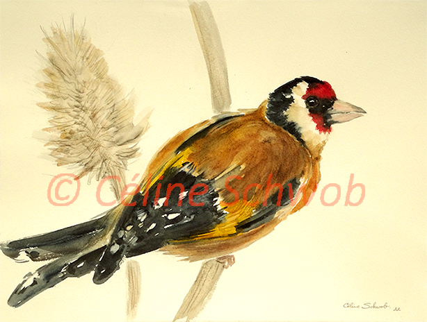 Chardonneret élégant, aquarelle sur papier, 28cmx38cm, European Goldfinch, watercolor on paper, 11"x15", 2022